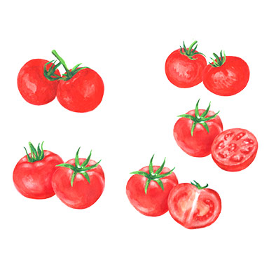 トマトの水彩イラスト
