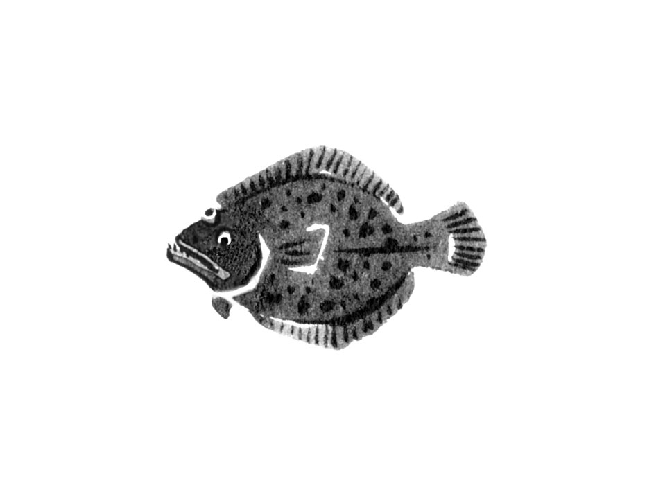 魚のカレイの水墨画風イラスト