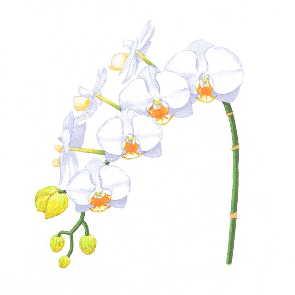 白の胡蝶蘭のイラスト