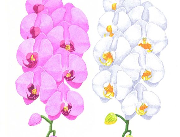 白とピンクの胡蝶蘭のイラスト