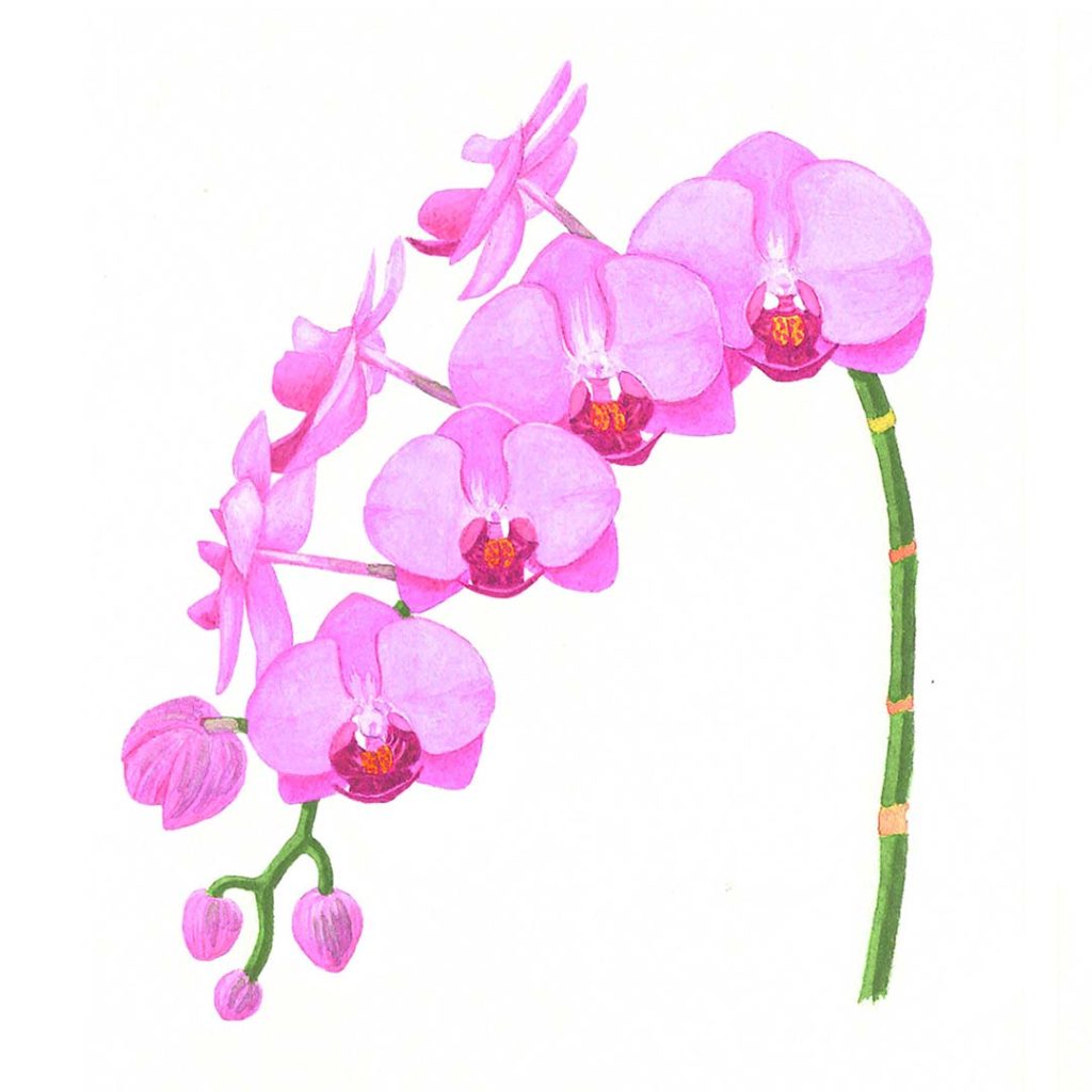 ピンクの胡蝶蘭のイラスト