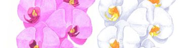 白とピンクの胡蝶蘭のイラスト